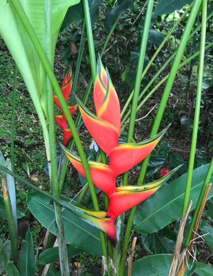 Couleur Caraibes-Cocobeach Martinique Pierre Et Vacances 圣吕斯 外观 照片